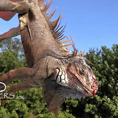 Full-Day Hunt – South Florida Style with JP Outfitters Additional Entries