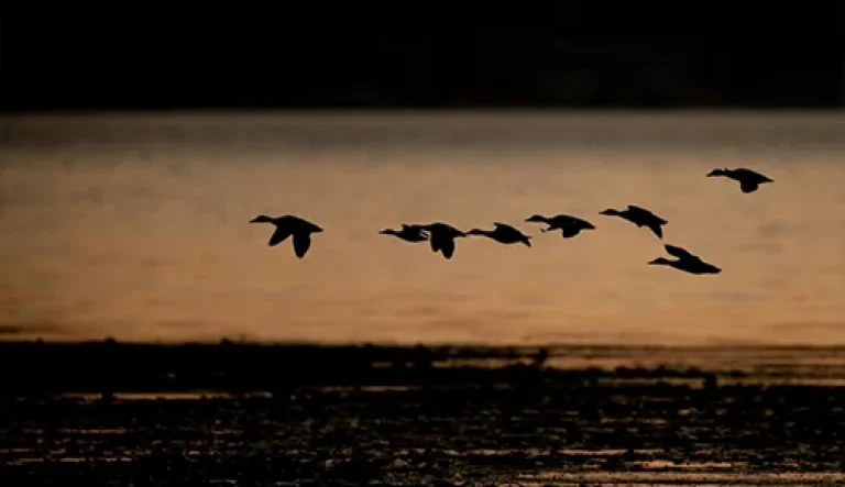Duck Island Outfitters 4