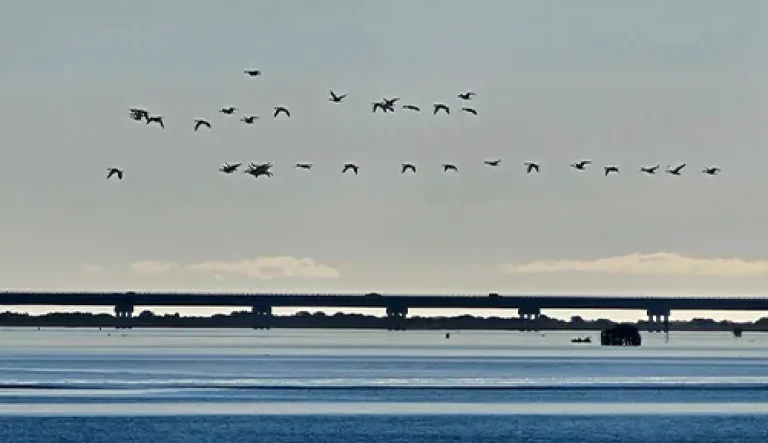 Duck Island Outfitters 6