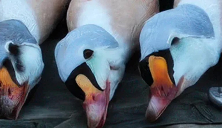 King Eider Image 2-gigapixel-hq-scale-2_00x