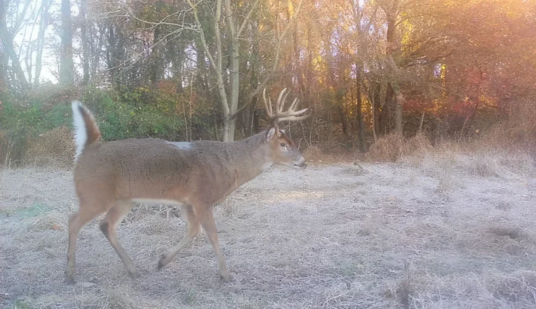 Sika Deer 1-gigapixel-standard-width-1920px