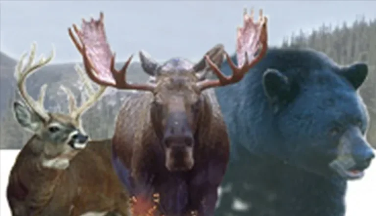 True North Outfitters Dream Trip